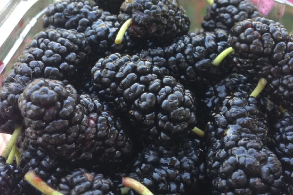 Black Mulberry Extract for Skin Elasticity